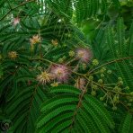 Albízia ružová (Albizia Julibrissin) - výška 300-350 cm, obvod kmeňa 16/18 cm, kont. C110L